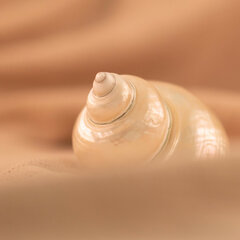 Schelpen & Fossielen
