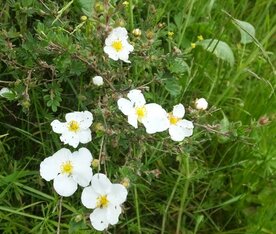 GANZERIK (Tundra Rose) (Potentilla fruticosa), Bloesem Remedie (10 cc)