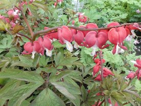 GEBROKEN HARTJES (Bleeding Hart) (Dicentra formosa), Bloesem Remedie (10 cc)