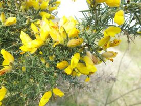 GORSE (Gaspeldoorn) (Ulex europaeus), Bloesem Remedie (10 cc)