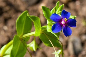 GUICHELHEIL, BLAUW (Anagallis foemina), Bloesem Remedie (10 cc)