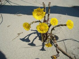 HOEFBLAD, KLEIN (Tussilago farfara), Bloesem Remedie (10 cc)