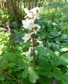 HOLWORTEL (Corydalis cava), Bloesem Remedie (10 cc)