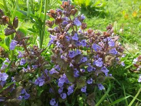 HONDSDRAF (Ground Ivy) (Glechoma hederacea), Bloesem Remedie (10 cc)