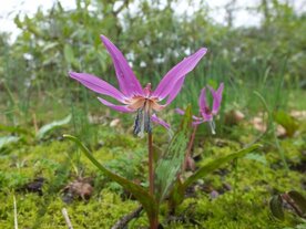 HONDSTAND (Fawn Lily)( Erythronium purpurascens), Bloesem Remedie (10 cc)