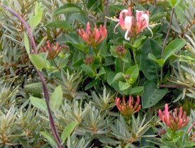 HONEYSUCKLE (Kamperfoeli) (Conicera caprifolium), Bloesem Remedie (10 cc)