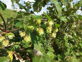 HOP (Humulus lupulus), Bloesem Remedie (10 cc)