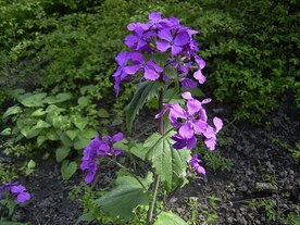 JUDASPENNING (Moneyplant) (Lunaria annua), Bloesem Remedie (10 cc)
