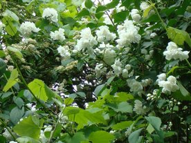 JASMIJN, BOEREN (Philadelphus coronarius), Bloesem Remedie (10 cc)