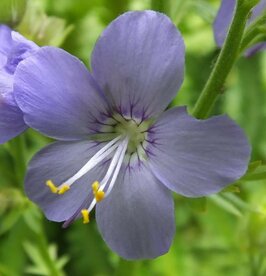JACOB'S LADDER (Polemonium pulcherrimum), Bloesem Remedie (10 cc)