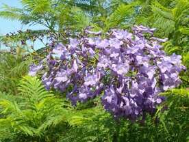 JACARANDA (Jacaranda mimosaefolia), Bloesem Remedie (10 cc)