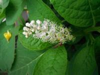 KARMOZIJNBES (Phytolacca americana), Bloesem Remedie (10 cc)