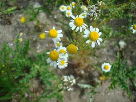 KAMILLE, ECHTE (Matricaria chamomilla), Bloesem Remedie (10 cc)