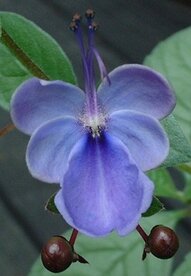 KANSENBOOM (Rhoteca myricoidus), Bloesem Remedie (10 cc)