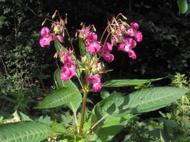 IMPATIENS (Reuzenbalsemien) (Impatiens glandulifera), Bloesem Remedie (10 cc)