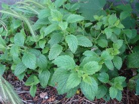 MELISSE (plant), Etherische Olie (5 cc)