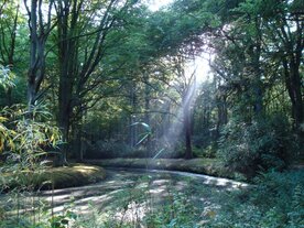BERSIH, Natuurzuivere Wierook (55 cc)