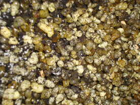 TAI CHI, Natuurzuivere Wierook (55 cc)