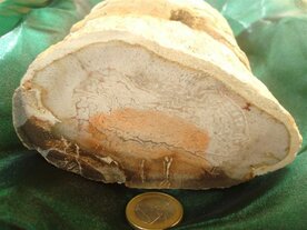 Versteend Hout (Slangenden) Brazilie