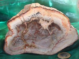 Versteend Hout (Boomvaren) Brazilie