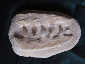 Mosasaurus tanden  ca 65 miljoen jaar oud. Marokko