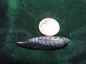 Orthoceras (fossiele inktvisachtige) ca 380 miljoen jaar oud. Marokko