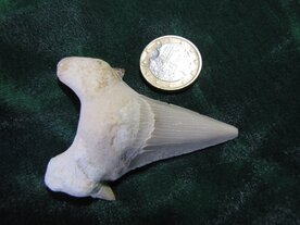 Haaientand ca 65 miljoen jaar oud. Marokko