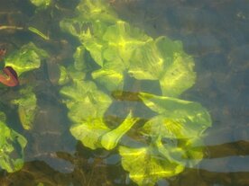 GELE PLOMP (Nuphar lutea), Bloesem Remedie (10 cc)