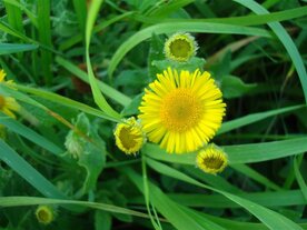 HEELBLAADJES (Pulicaria dysenterica), Bloesem Remedie (10 cc)