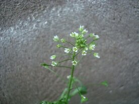 HERDERSTASJE (Capsella bursa-pastoris), Bloesem Remedie (10 cc)