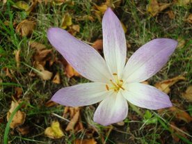 HERFSTTIJLOOS (Colchicum autumnale), Bloesem Remedie (10 cc)