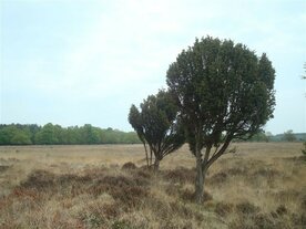 JENEVERBES (Juniperus communis), Bloesem Remedie (10 cc)