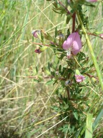 KATTENDOORN (Ononis repens spinosa), Bloesem Remedie (10 cc)