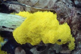 HEKSENBOTER (Fuligo septica), Bloesem Remedie (10 cc)