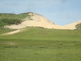 EPHEDRA (Ephedra trifurca), Bloesem Remedie (10 cc)