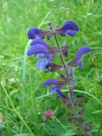 SALIE (blad/bloem), Etherische Olie (30 cc)