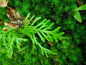 THUYA (Thuja)(blad), Etherische Olie (10 cc)