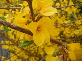 FORSYTHIA (Forsythia suspensa), Bloesem Remedie (10 cc)