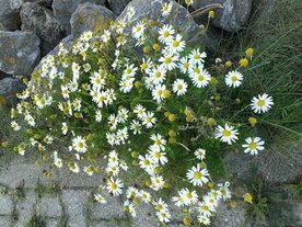 BLAUWE KAMILLE (bloem), Etherische Olie (5 cc)