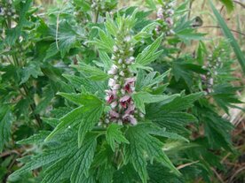 HARTGESPAN (Motherwort) (Leonurus cardiaca), Bloesem Remedie (10 cc)