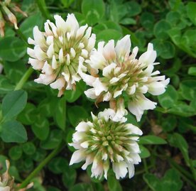 KLAVER, WITTE (Trifolium repens), Bloesem Remedie (10 cc)