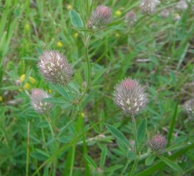 HAZENPOOTJE (Trifolium arvense), Bloesem Remedie (10 cc)