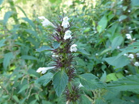 GEWONE HENNEPNETEL (Galeopsis tetrahit), Bloesem Remedie (10 cc)