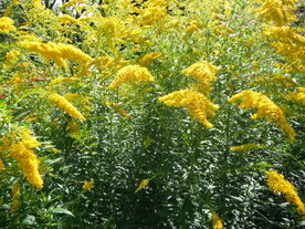 GULDENROEDE (Goldenrod) (Solidago canadensis), Bloesem Remedie (10 cc)