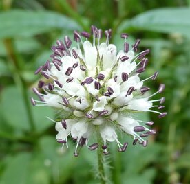 KAARDEBOL, KLEINE (Dipsacus pilosus), Bloesem Remedie (10 cc)