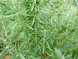 ROZEMARIJN (bloem/plant), Etherische Olie (10 cc)