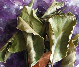 LAURIER (blad), Etherische Olie  (10 cc)