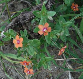 GUICHELHEIL, ROOD (Anagallis arvensis), Bloesem Remedie (10 cc)