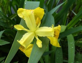 GELE LIS (Iris pseudacorus), Bloesem Remedie (10 cc)