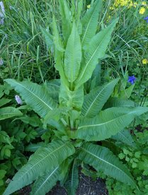 KAARDEBOL, GROTE (Dipsacus fullonum), Bloesem Remedie (10 cc)